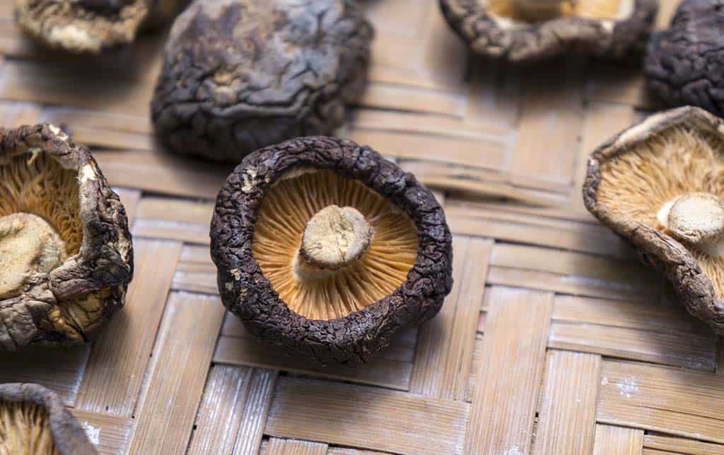 shiitake Shiitake Pilze Vitamin D